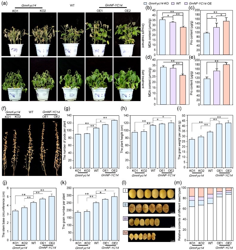 研究揭示調控植物脫落酸受體蛋白的分子機制