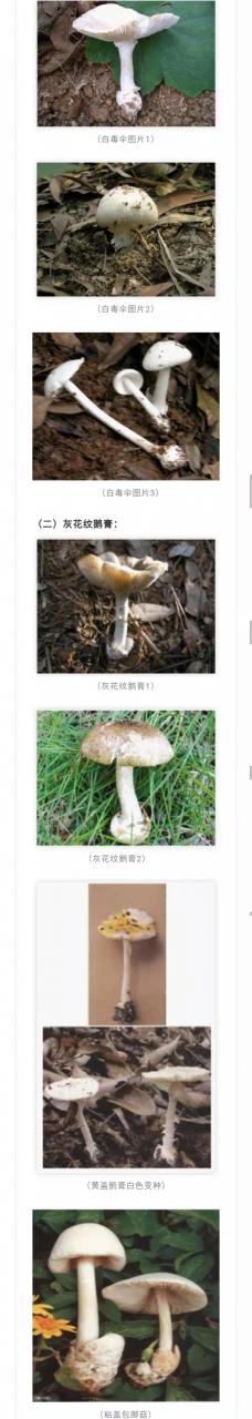 注意！別采別買(mǎi)別賣(mài)別吃野生蘑菇！又一起野生蘑菇致人中毒死亡事件