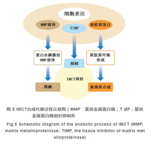肌內結締組織的組成、分布及生長(cháng)調控研究進(jìn)展（三）