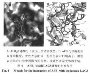 重組漆酶降解黃曲霉毒素B1分子對接分析及產(chǎn)物結構解析（二）