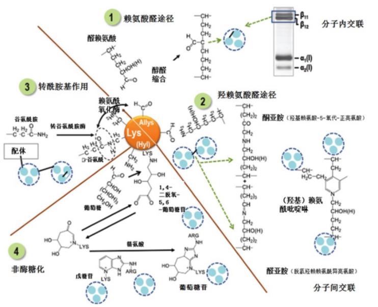 肌內結締組織的組成、分布及生長(cháng)調控研究進(jìn)展（二）