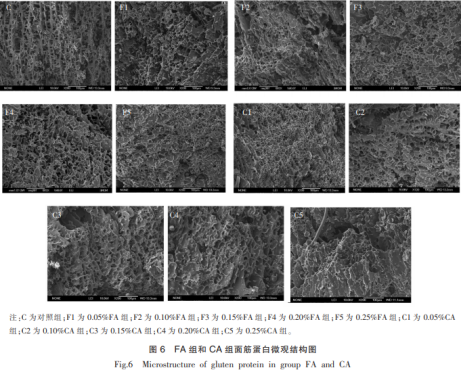 麥麩酚酸類(lèi)物質(zhì)對面團聚集態(tài)的影響（三）