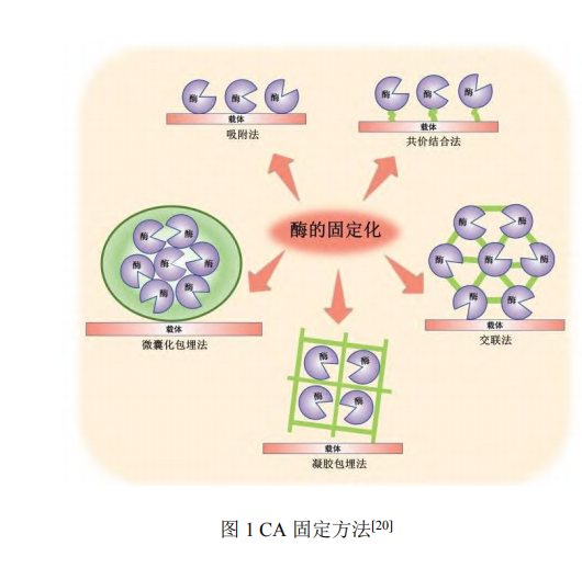碳酸酐酶固定及在二氧化碳捕集應用研究進(jìn)展（一）
