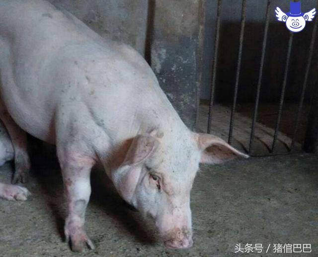 能顯著(zhù)提高養豬效益的三種酶制劑，這錢(qián)花的值