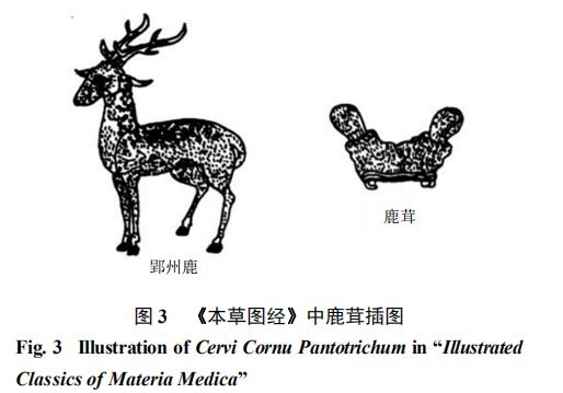 基于中藥質(zhì)量標志物（Q-Marker）的鹿茸質(zhì)量控制標準體系構建 （三）