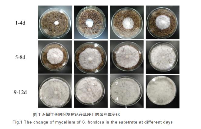 天麻參與灰樹(shù)花固態(tài)發(fā)酵對基質(zhì)主要活性成分的影響（一）