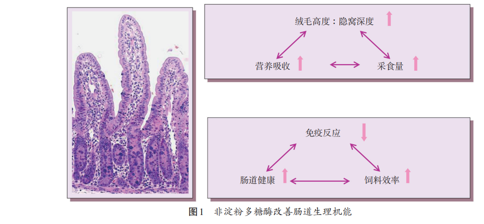 禁抗下功能性飼料添加劑的營(yíng)養健康作用（三）