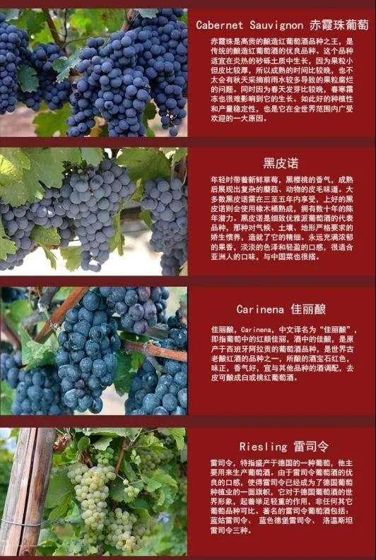 規范申報丨重點(diǎn)商品規范申報要點(diǎn)（紅酒篇）