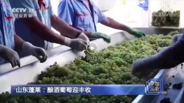 4天3上央視！國家級媒體頻頻聚焦蓬萊產(chǎn)區，報道中國盛唐·國賓酒莊葡萄基地釆收及壓榨場(chǎng)景