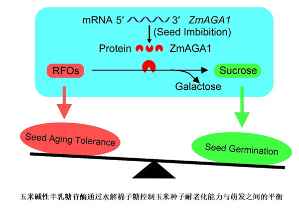 西北農林科技大學(xué)趙天永實(shí)驗室發(fā)現調控玉米種子耐儲性與萌發(fā)速度之間平衡的新機制