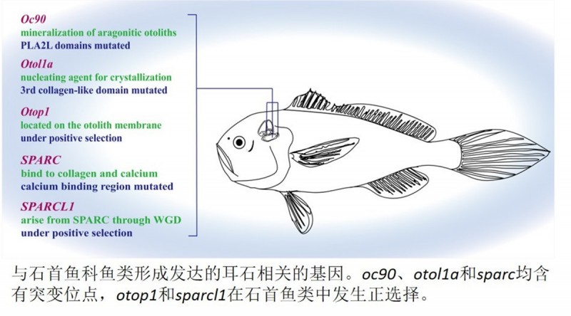 中國水產(chǎn)科學(xué)研究院東海所發(fā)布棘頭梅童魚(yú)染色體級別基因組圖譜
