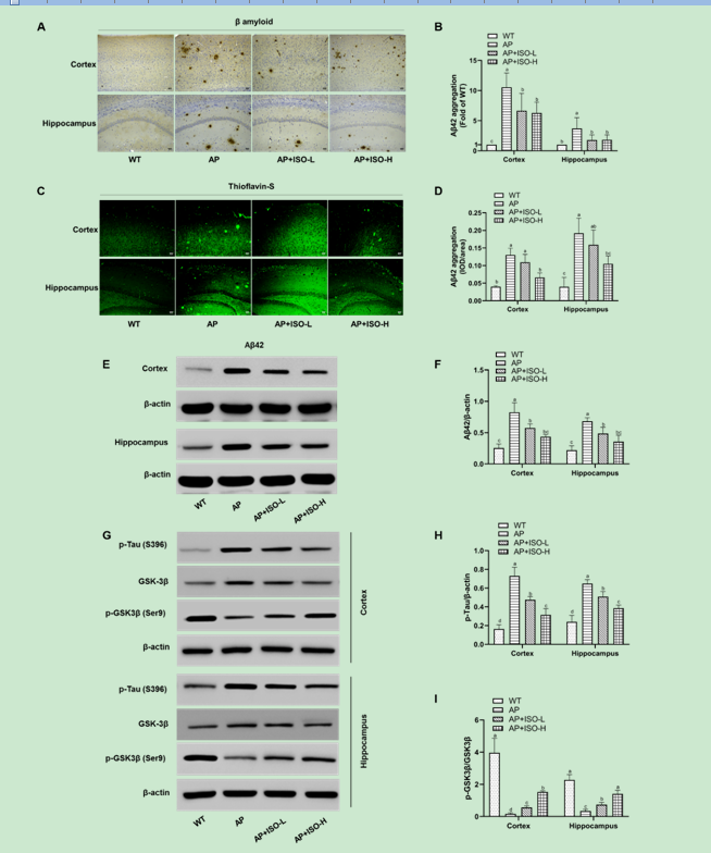 北京市農林科學(xué)院生物所在玉米黃酮異葒草素調節阿爾茨海默病研究方面取得重要進(jìn)展