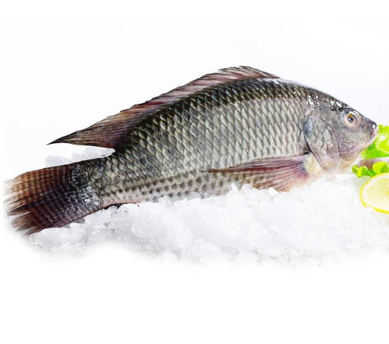 為什么羅非魚(yú)鱗酶解膠原蛋白肽口感苦？