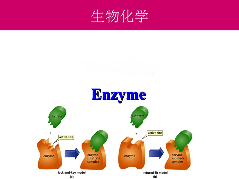 酶制劑在醫療器械清洗劑中的作用您了解多少？