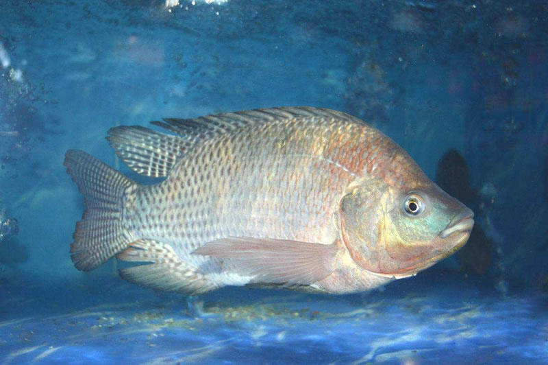 為什么木瓜蛋白酶酶解羅非魚(yú)皮膠原蛋白肽口感是苦的？