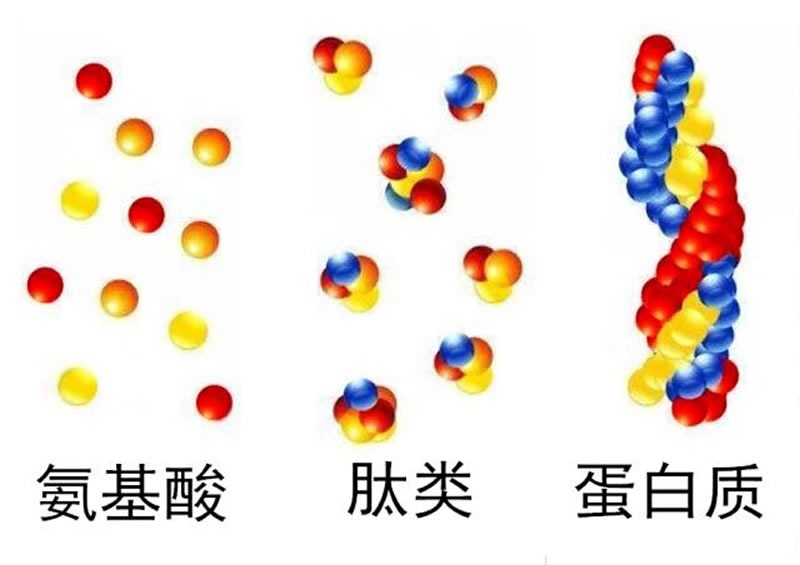 為什么大米蛋白酶解制備大米肽口感是苦的？