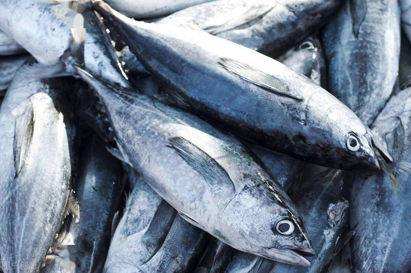酶解金槍魚(yú)提高寵物誘食劑風(fēng)味性的酶制劑有哪些？