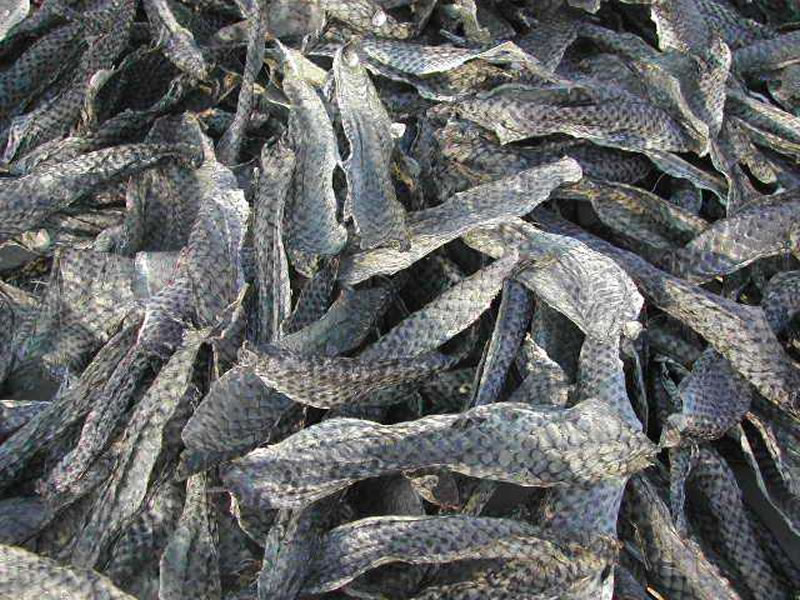 如何酶解羅非魚(yú)皮提高膠原蛋白肽分子量？
