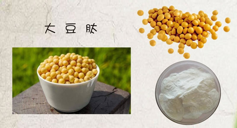 如何利用酶技術(shù)讓大豆蛋白水解制備生物活性肽？