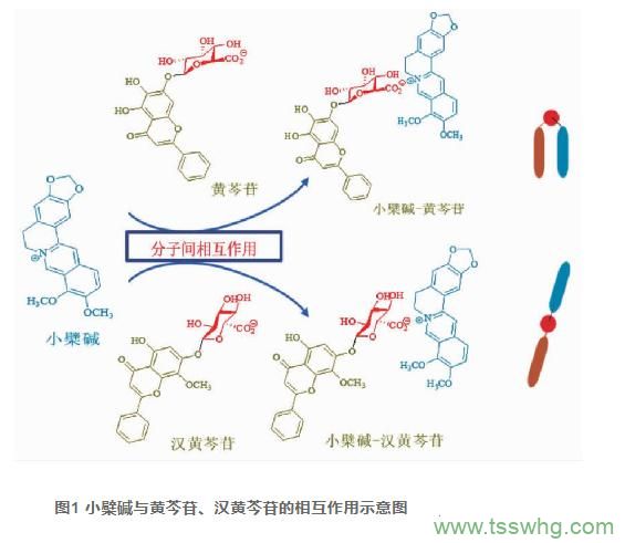 當歸六黃湯的研究進(jìn)展（二）