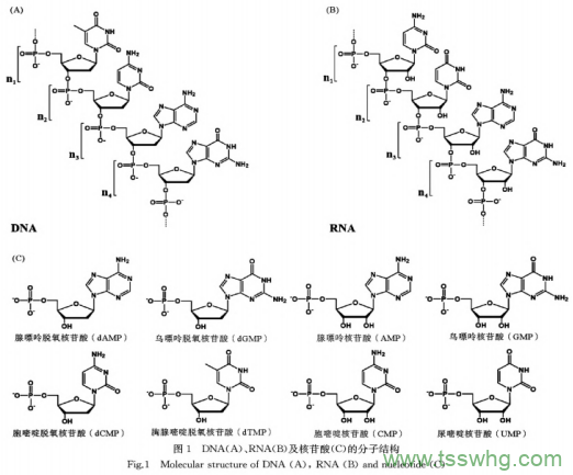 核酸代謝與營(yíng)養研究及發(fā)展趨勢（一）